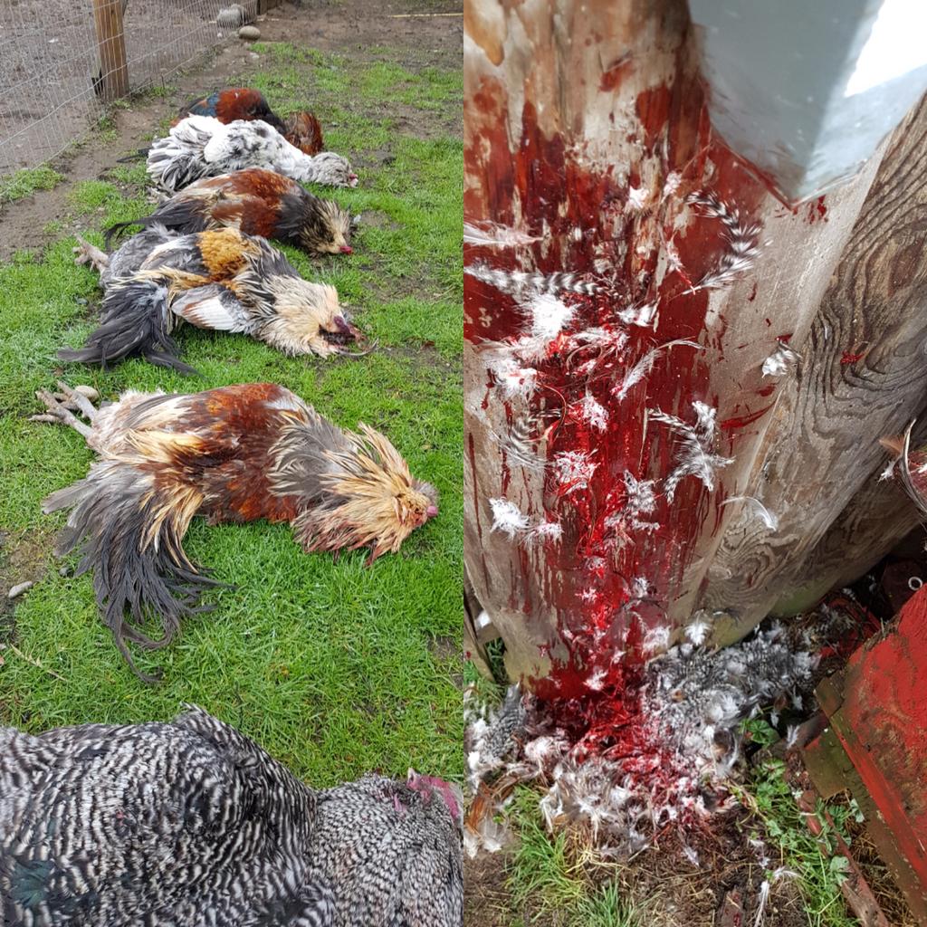 almostafarmBC's tweet photo. What do you mean chicken doesn't begin its life in a Thrifty's freezer??!! #almostafarmbc #hgtvcanada #homestead #chickens #protien #circleoflife https://t.co/IudXLGjO9W