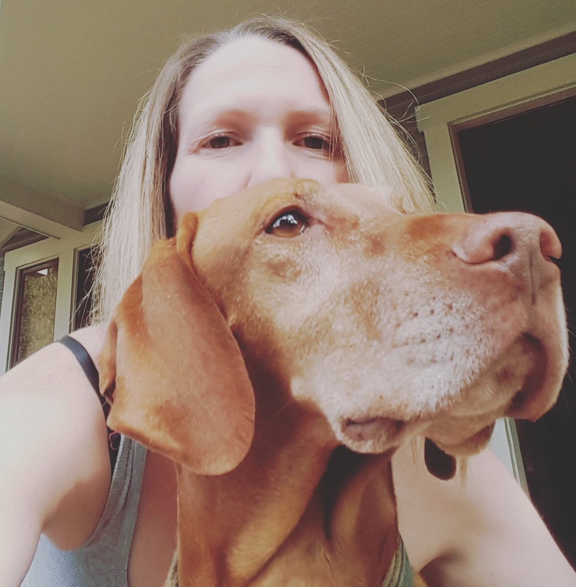 Anna_LisaCycles's tweet photo. It's National Kiss a Ginger Day! Extra kisses for my favorite ginger!! #KissAGingerDay #KissAGinger #vizsla #velcrodog #dogsoftwitter #dog #myfavorite #ginger https://t.co/ruesiZ28JO