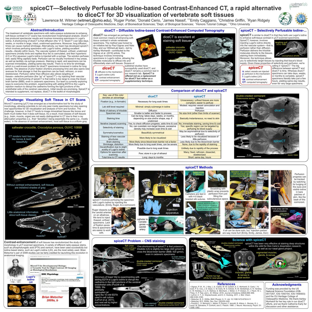 WitmerLab's tweet photo. There's been lots of interest in #spiceCT, a method to increase soft-tissue contrast in μCT that we've been developing, inspired by our success with @diceCT. A full article just isn't a priority for us now, so we uploaded our #SICB2018 poster to figshare: https://t.co/fTD4RVDRsX https://t.co/TLCExm9cOB