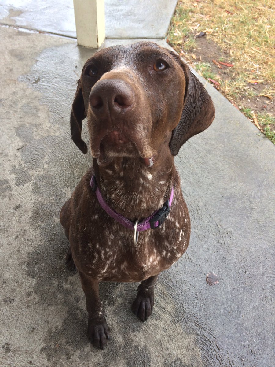 lbff17's tweet image. Wet doggie 🐶💦