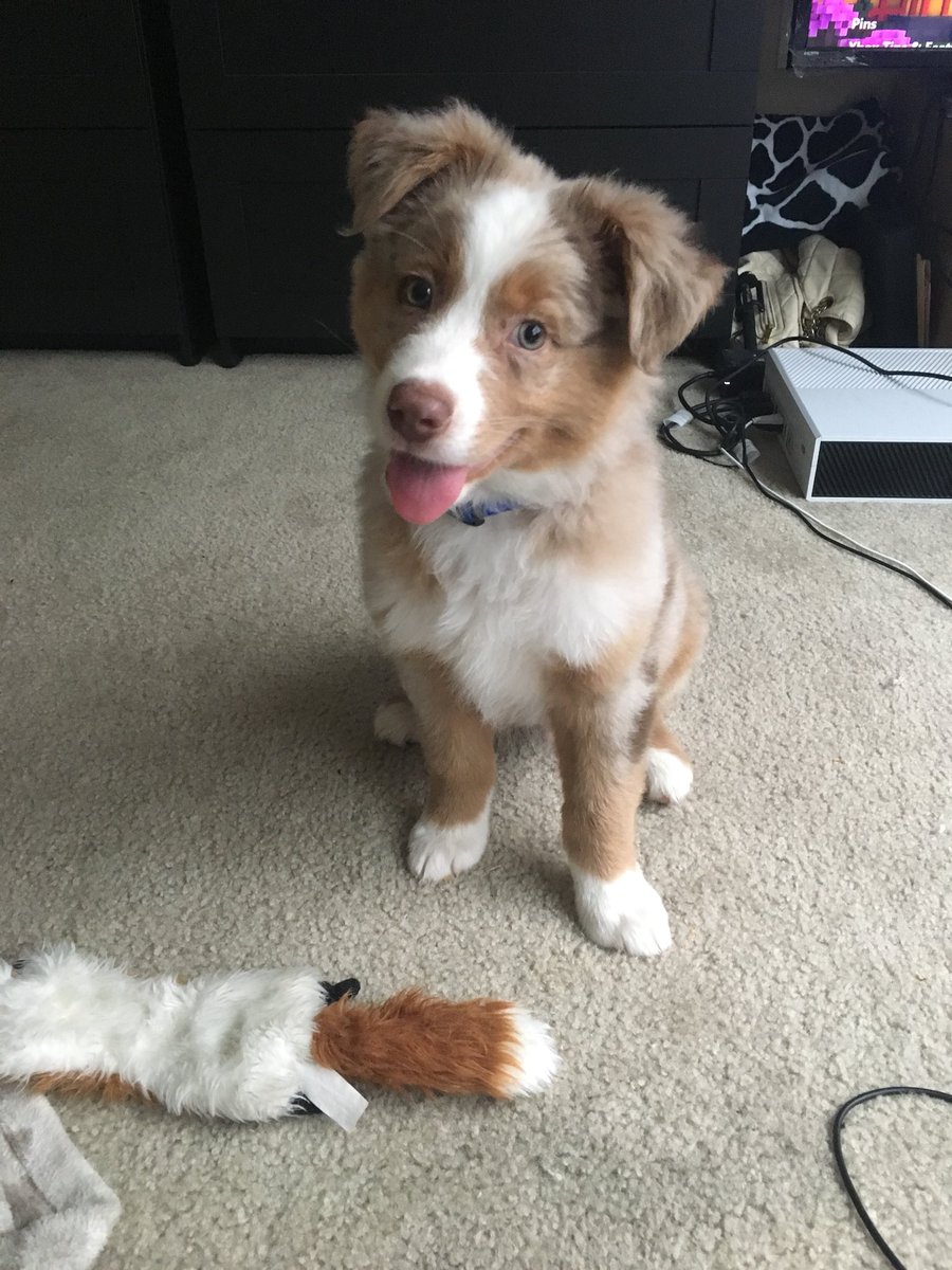 Bri_giraffe's tweet photo. Dexter ❤️ https://t.co/ZLScZFLzHf