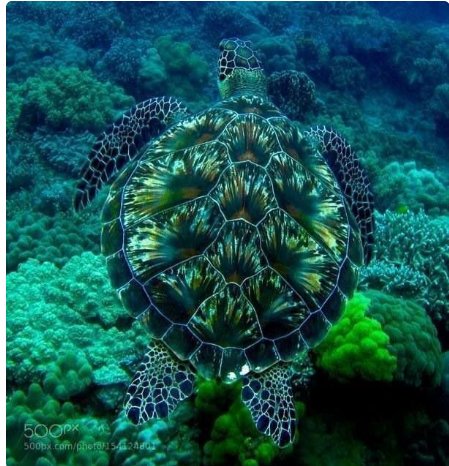Alejand142604's tweet photo. Turtle #sunsen18 https://t.co/CCbMCdqjlS