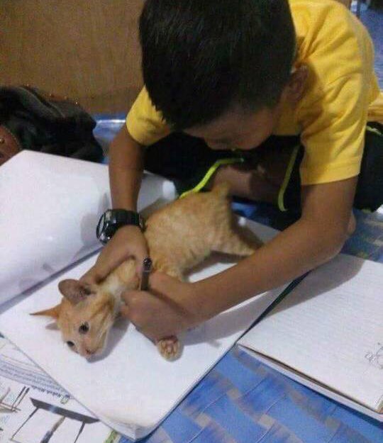 OfficialDarline's tweet photo. Nasib baik cikgu bagi keje rumah suruh lukis gambar kucing. Kalau cikgu suruh lukis lembu ke kambing ke... matilahhnakkkkk

Hahahaahaha!! https://t.co/k3zpyypqPb