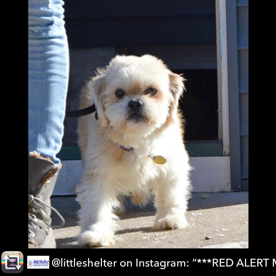 ColonTito's tweet photo. - ***RED ALERT MISSING IN FLUSHING, QUEENS*** Name: "JJ"
Shih-Tsu, White and Cream ***Caution, dog is scared and shy, DO NOT CHASE*** PLEASE CONTACT LITTLE SHELTER IF FOUND: 631-368-8770 ex. 21, 631-981-6273 #missingdogalert #flushingqueens #help #RetweeetPlease @littleshelter https://t.co/SXIwrnJ2su