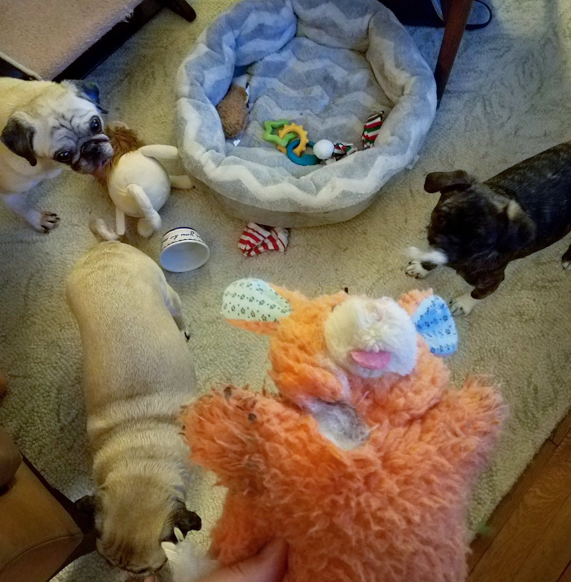 funaek's tweet photo. Monkey killed Mr. Bunny! She almost decapitated him. #monkeymonster https://t.co/BZaPi6TGMY