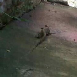 dirksalcedo's tweet photo. NO ONE INFORMED ME A MONITOR LIZARD ENTERED THE HOUSE YESTERDAY #AnimalGeek https://t.co/gc3dkdfxMd