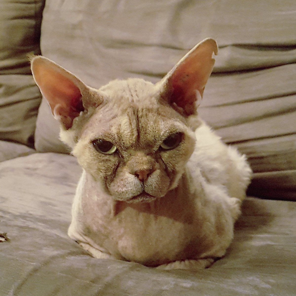 ThorTheDevonRex's tweet photo. Happy Caturday! #caturday #thorthedevonrex #devonrexcats #melbournecats #catsofinstagram https://t.co/fJgHpFJRbi