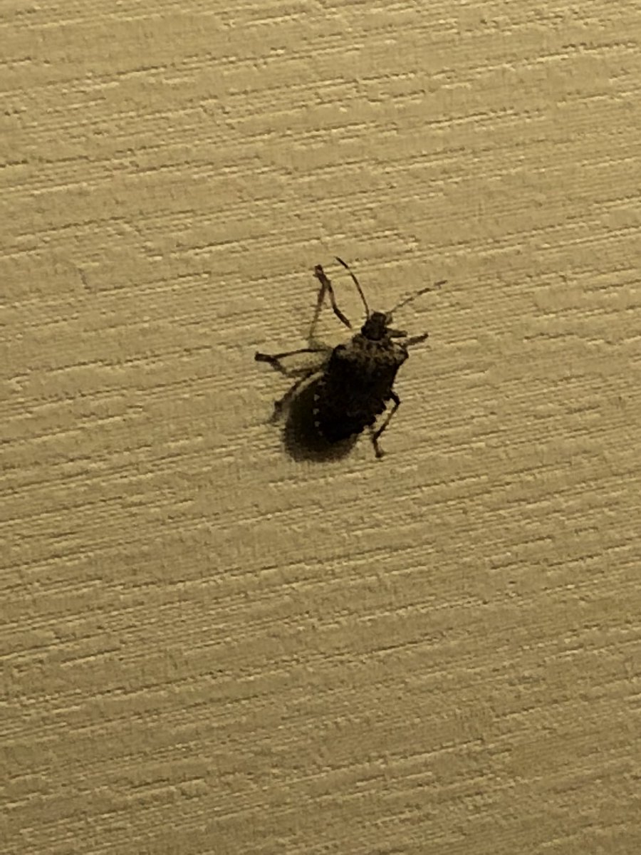 gerryfidler's tweet photo. @HiltonHotels. Hampton Inn Lansing (MI) West has a stink bug problem and won’t honor the Hilton 100% Guarantee “since it’s an invasive species.” Huh? https://t.co/pgZeaR2d46