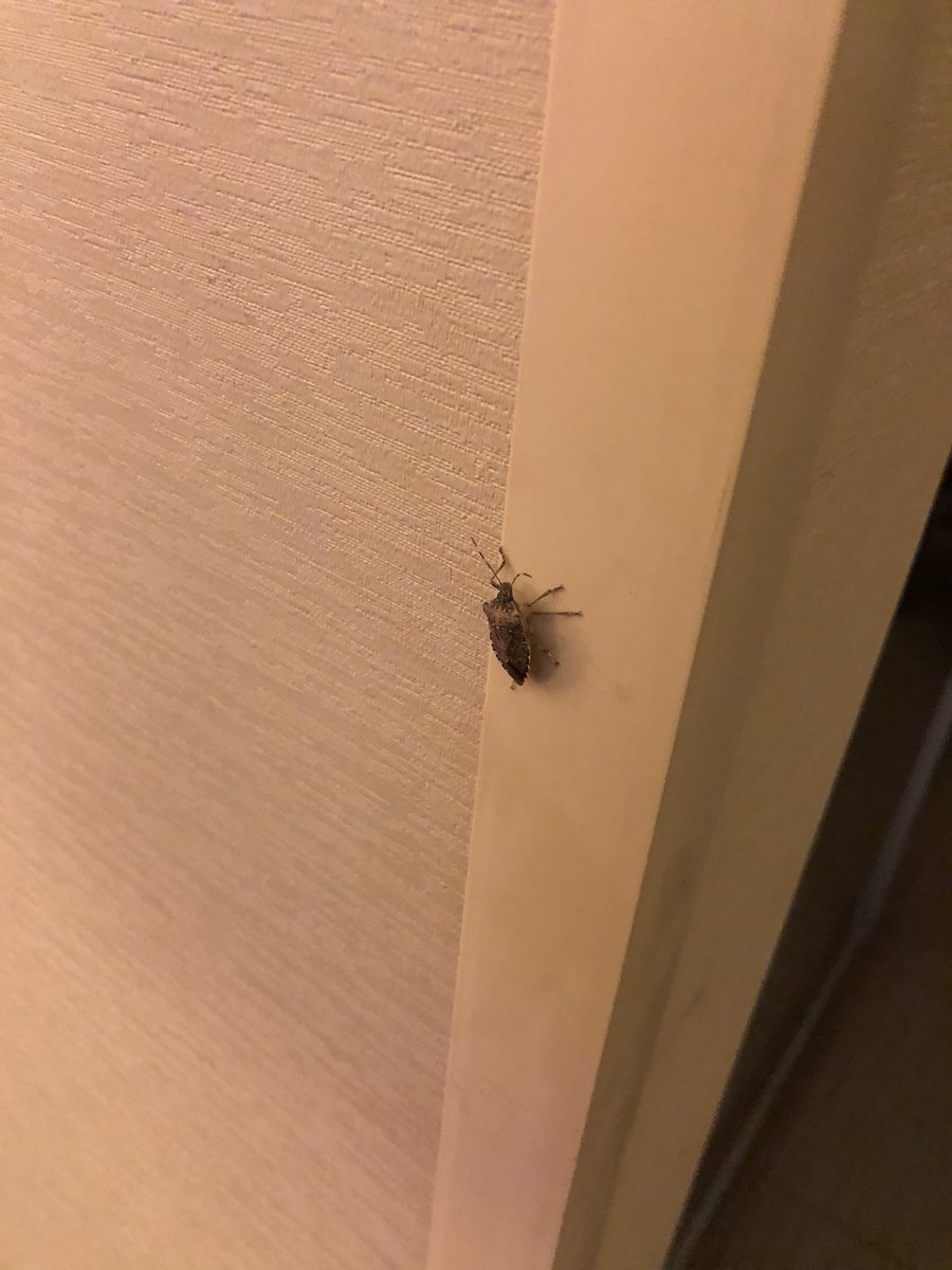 gerryfidler's tweet photo. @HiltonHotels. Hampton Inn Lansing (MI) West has a stink bug problem and won’t honor the Hilton 100% Guarantee “since it’s an invasive species.” Huh? https://t.co/pgZeaR2d46
