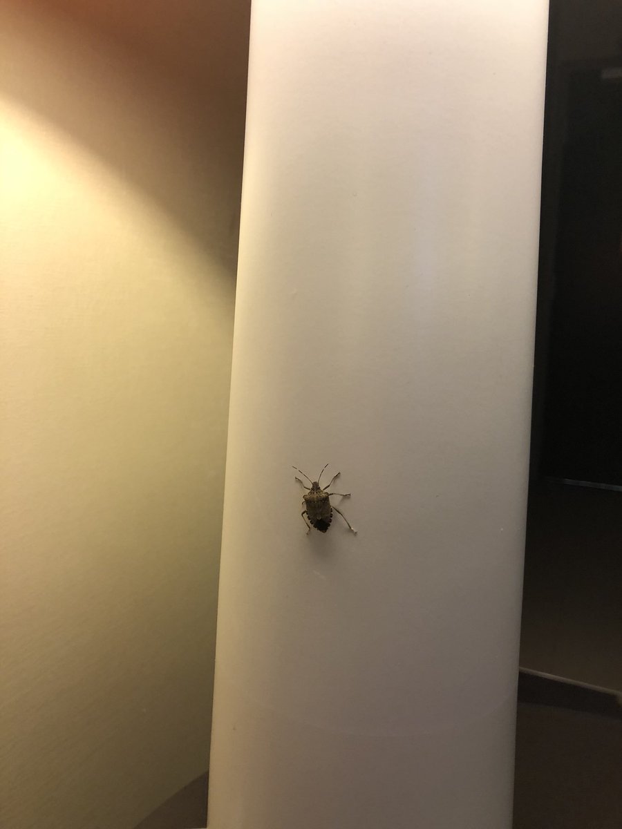gerryfidler's tweet photo. @HiltonHotels. Hampton Inn Lansing (MI) West has a stink bug problem and won’t honor the Hilton 100% Guarantee “since it’s an invasive species.” Huh? https://t.co/pgZeaR2d46