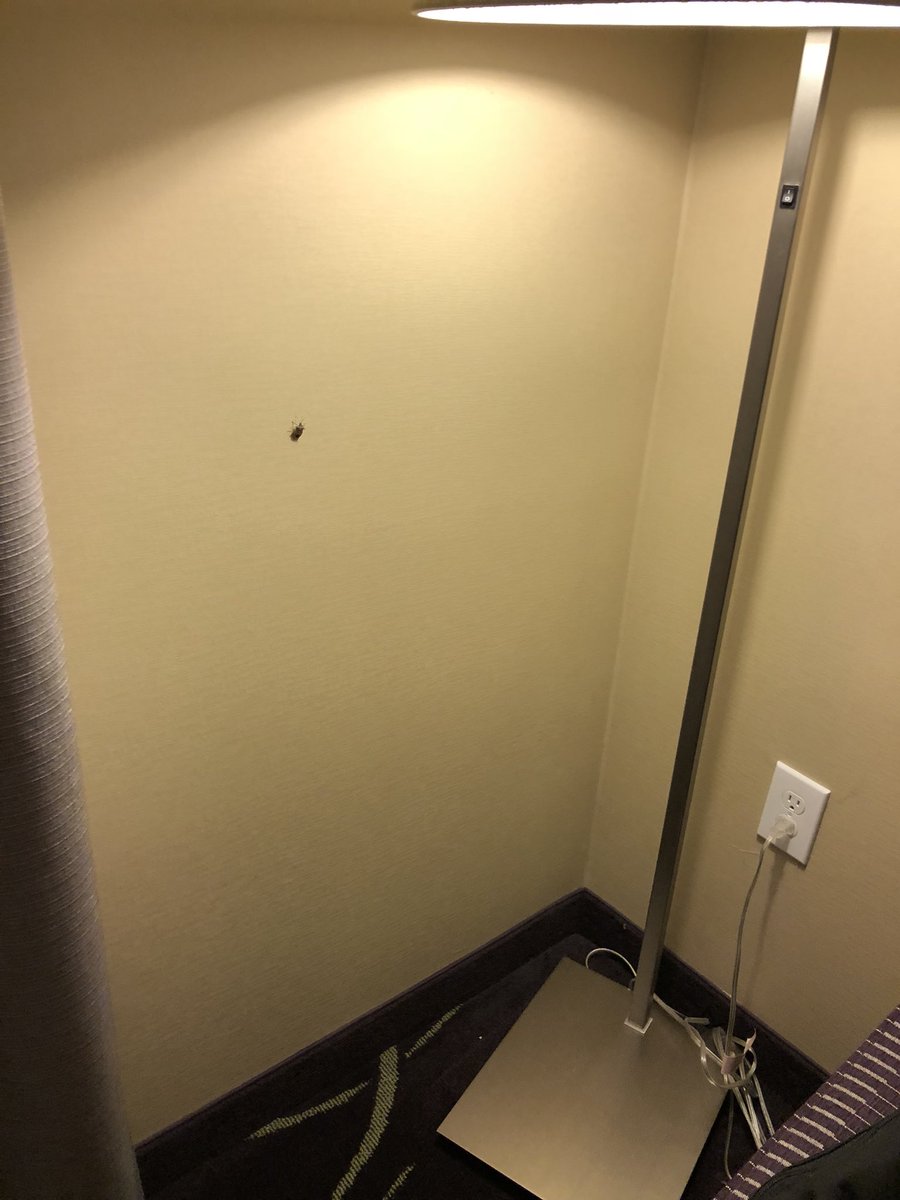 gerryfidler's tweet photo. @HiltonHotels. Hampton Inn Lansing (MI) West has a stink bug problem and won’t honor the Hilton 100% Guarantee “since it’s an invasive species.” Huh? https://t.co/pgZeaR2d46