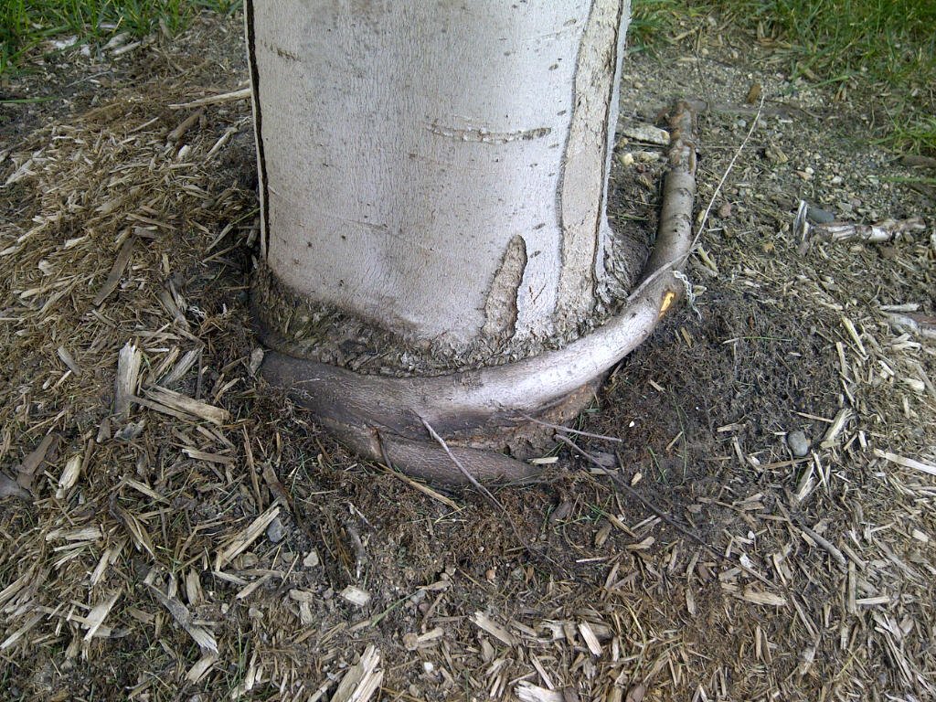 amahort's tweet photo. How's your girdle? We can help fix it. RootSmart™ Tree Propagation Trays #endrootgirdling when it counts. Watch our new video to learn more. https://t.co/mcnMlfzwdf. #Trees #landscape #urbanforest https://t.co/Xhp6ROM11z