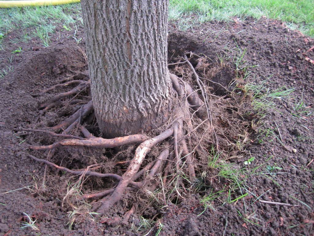 amahort's tweet photo. How's your girdle? We can help fix it. RootSmart™ Tree Propagation Trays #endrootgirdling when it counts. Watch our new video to learn more. https://t.co/mcnMlfzwdf. #Trees #landscape #urbanforest https://t.co/Xhp6ROM11z