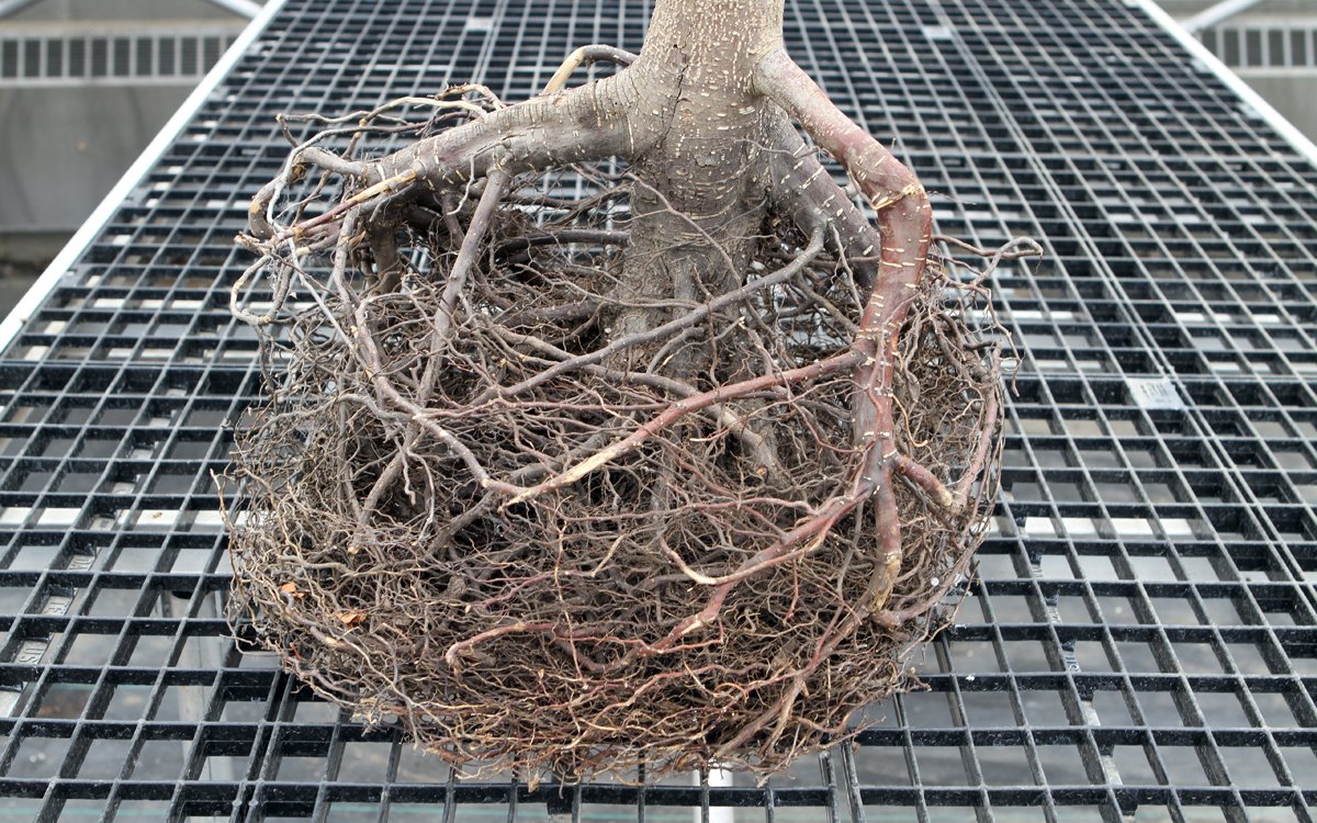 amahort's tweet photo. How's your girdle? We can help fix it. RootSmart™ Tree Propagation Trays #endrootgirdling when it counts. Watch our new video to learn more. https://t.co/mcnMlfzwdf. #Trees #landscape #urbanforest https://t.co/Xhp6ROM11z