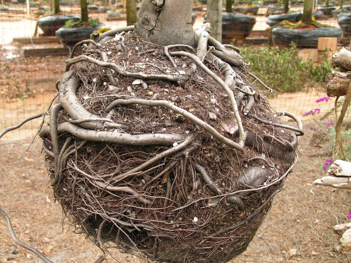 amahort's tweet photo. How's your girdle? We can help fix it. RootSmart™ Tree Propagation Trays #endrootgirdling when it counts. Watch our new video to learn more. https://t.co/mcnMlfzwdf. #Trees #landscape #urbanforest https://t.co/Xhp6ROM11z