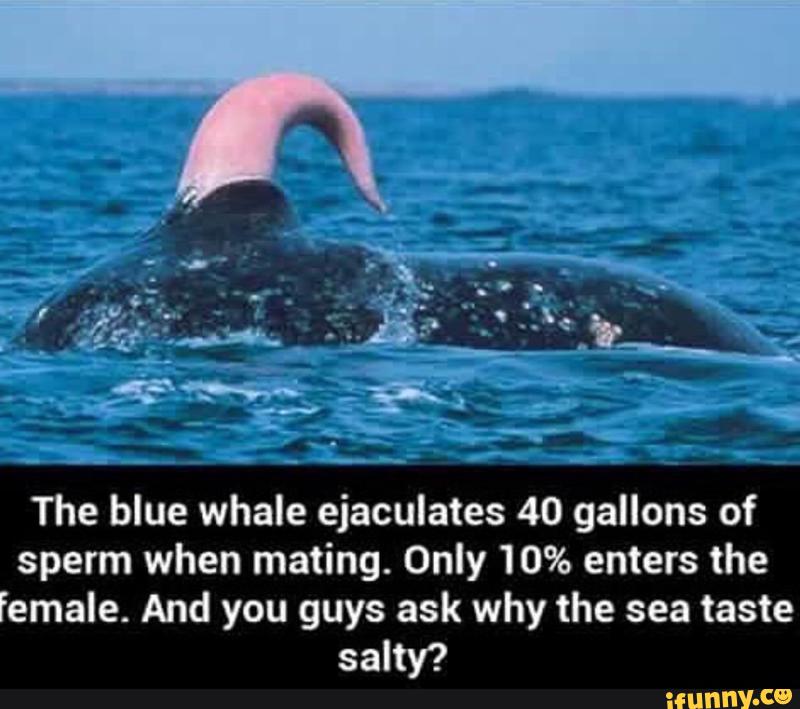 carinbondar's tweet photo. Partly true - of course!!!!
And: this is the #penis of a Gray #Whale, #Eschrichtius #robustus! https://t.co/0aYqj0XHNb