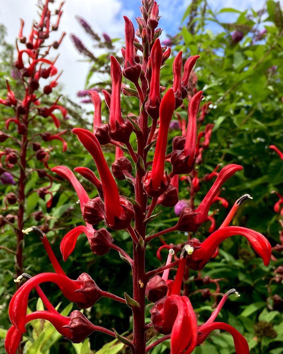flasrluvly's tweet photo. Back for more? Devils tabacco #lobelia tupa is worthy of a #CodeRed and #slugproof not bad for a lobelia in #cornwall. But you will have to wait until summer for this perennial. Why? Cos #flasrluvly https://t.co/xIkHQwAI1O