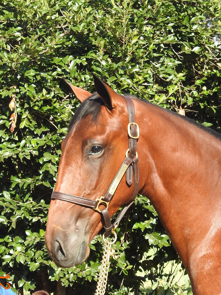 SuccessStud's tweet photo. Lot 124 F Art Major x Kabbalah Karen B usa. Account of Lauriston Bloodstock. 1/2 sister to Our Little General. Selling Melbourne @AustPacingGold @Alabarfarms #2018yearlingsofsuccess #50yearsofsuccess #shestheone https://t.co/Hf5Z4T7g3K