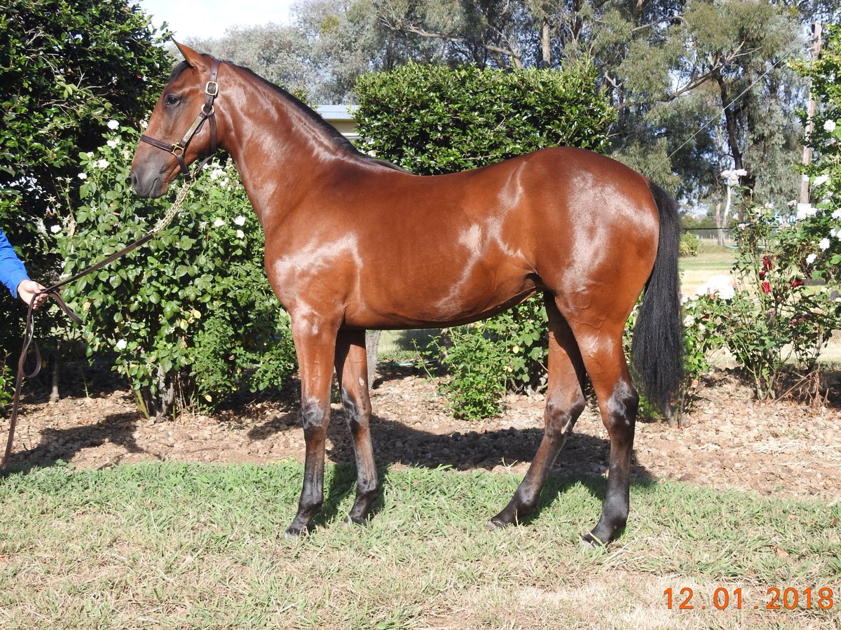 SuccessStud's tweet photo. Lot 124 F Art Major x Kabbalah Karen B usa. Account of Lauriston Bloodstock. 1/2 sister to Our Little General. Selling Melbourne @AustPacingGold @Alabarfarms #2018yearlingsofsuccess #50yearsofsuccess #shestheone https://t.co/Hf5Z4T7g3K