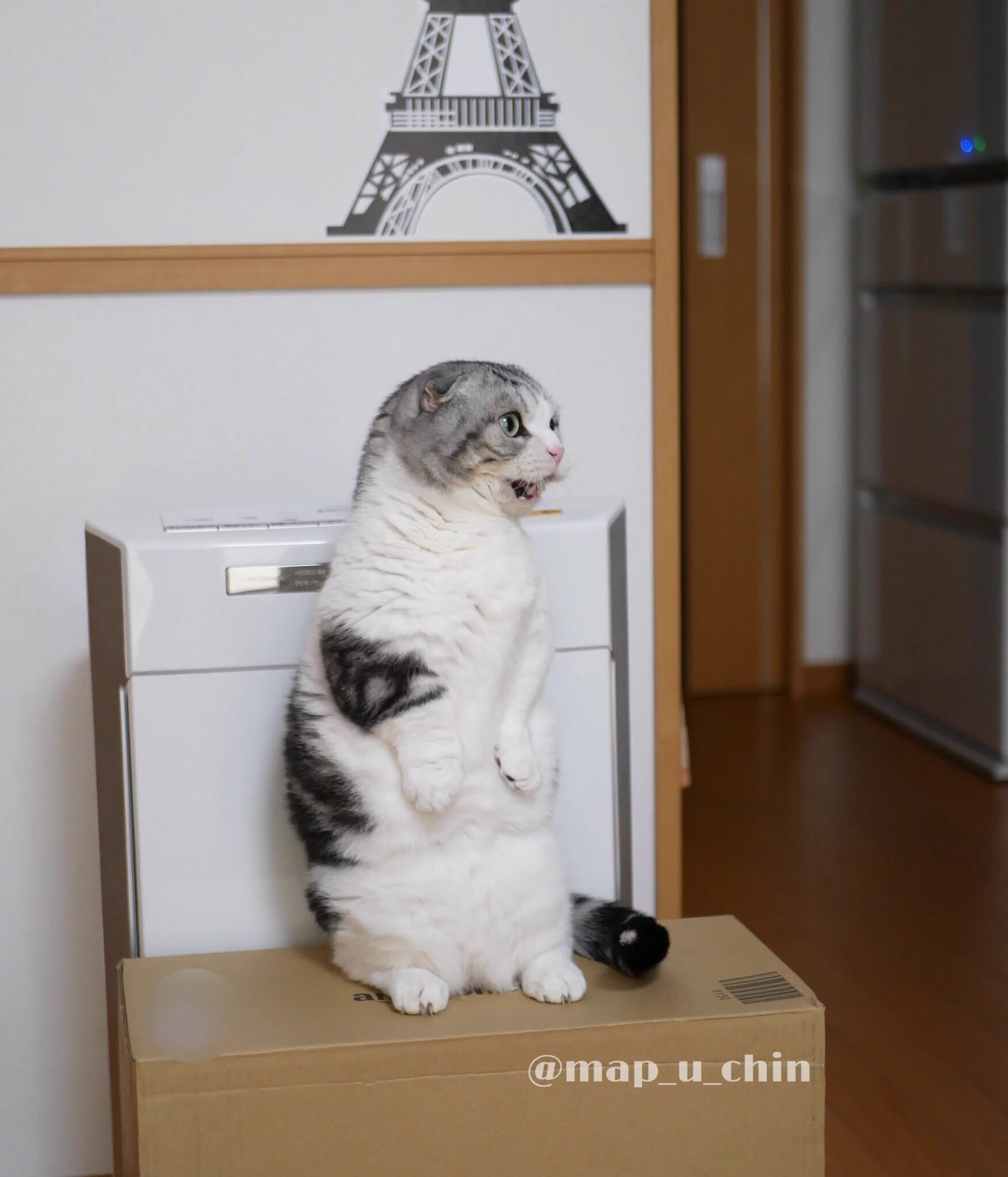 抱っこして～！マンチカンの猫が抱っこをせがむ姿がかわいすぎる！