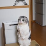 抱っこして～!マンチカンの猫が抱っこをせがむ姿がかわいすぎる!