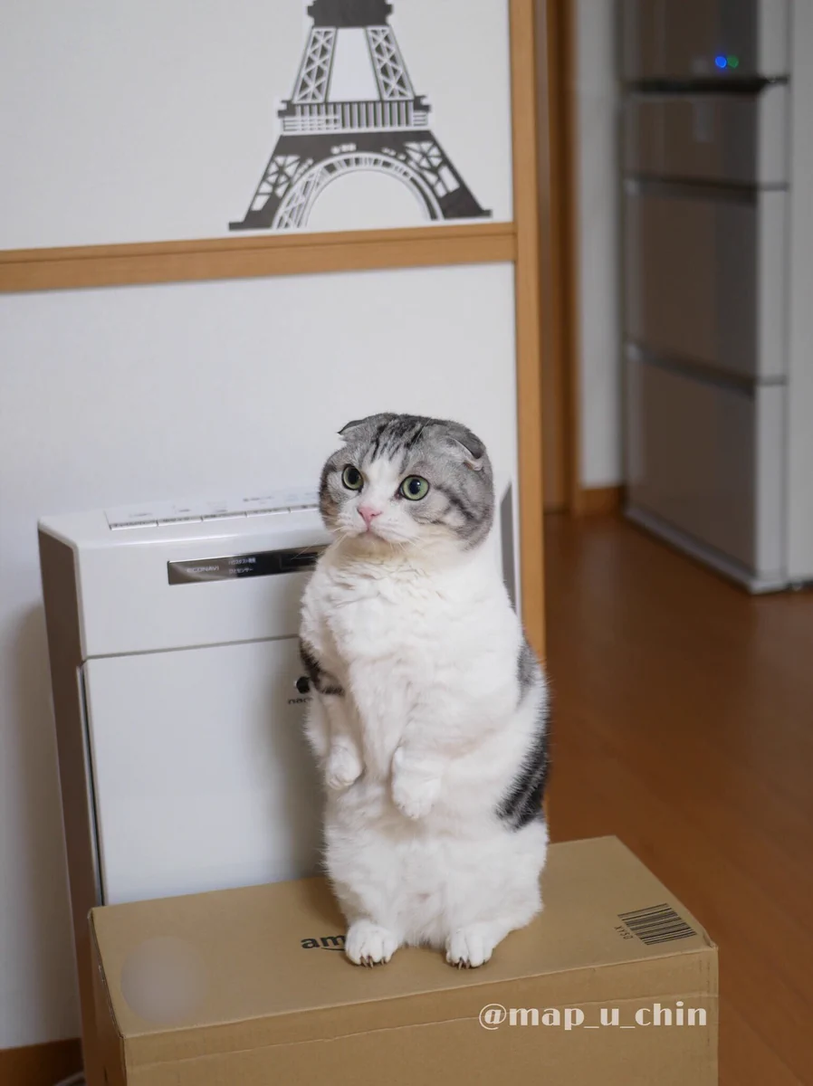 抱っこして～！マンチカンの猫が抱っこをせがむ姿がかわいすぎる！