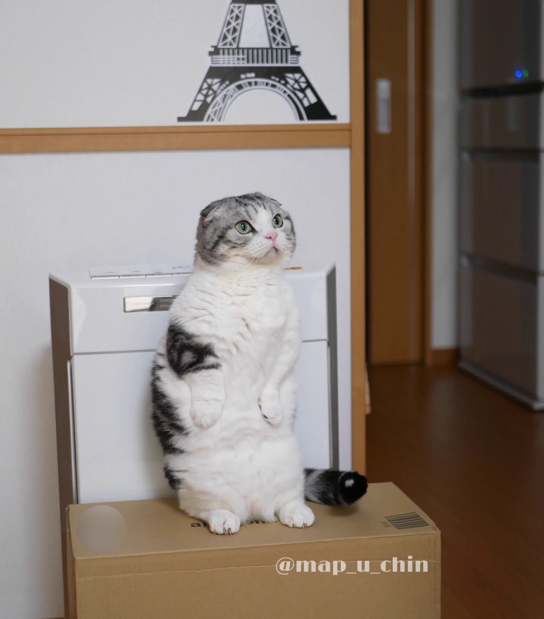 抱っこして～！マンチカンの猫が抱っこをせがむ姿がかわいすぎる！