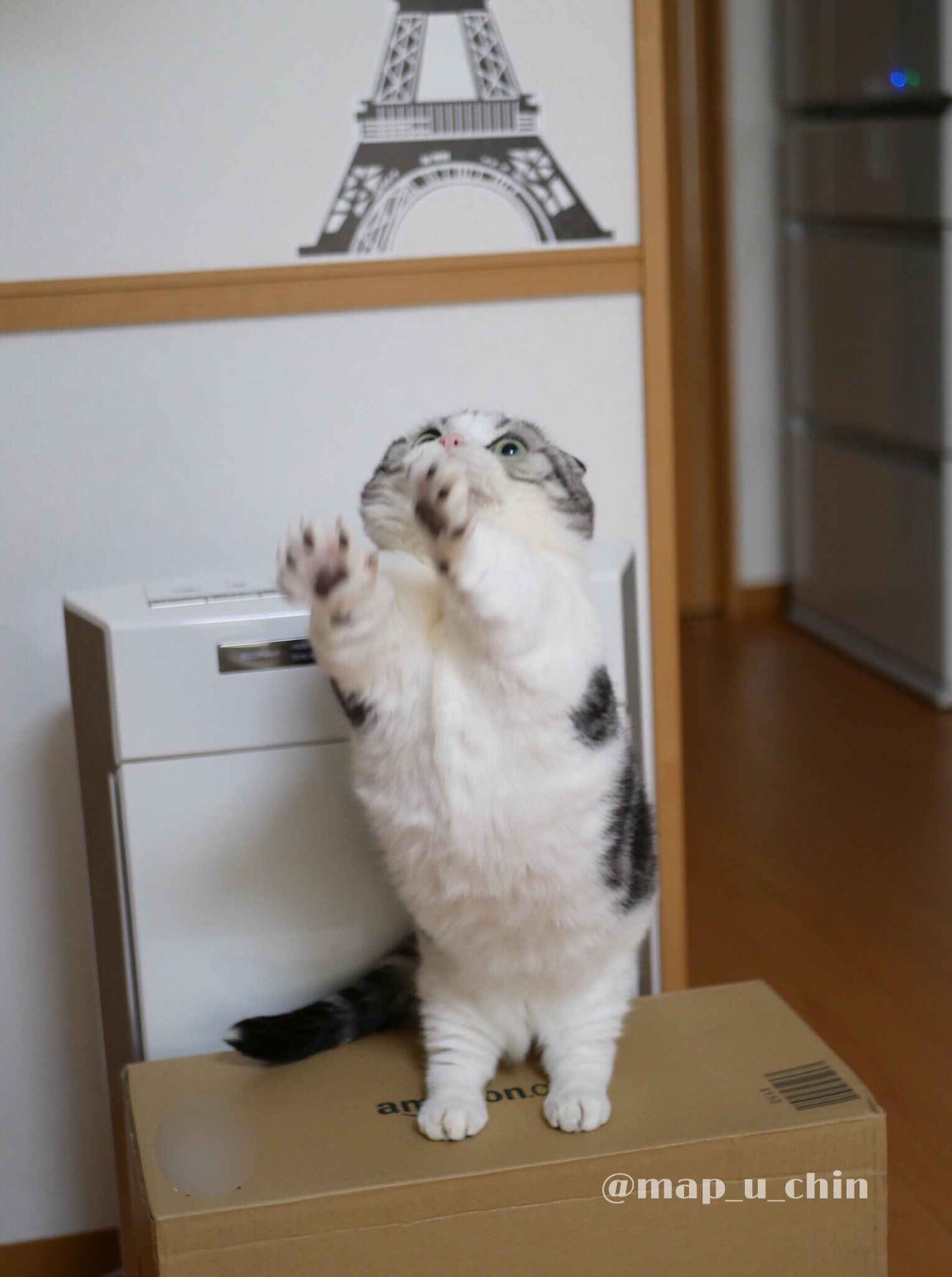 抱っこして マンチカンの猫が抱っこをせがむ姿がかわいすぎる 話題の画像プラス 抱っこして マンチカンの猫が抱っこをせがむ姿がかわいすぎる 話題の画像プラス