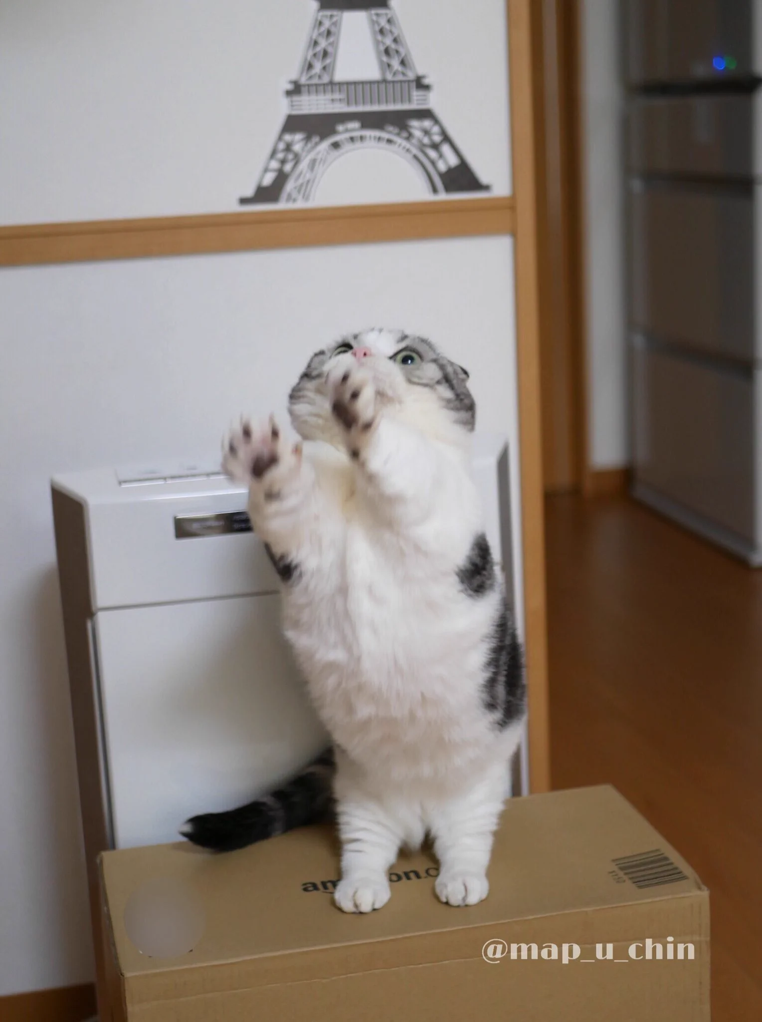 抱っこして～！マンチカンの猫が抱っこをせがむ姿がかわいすぎる！
