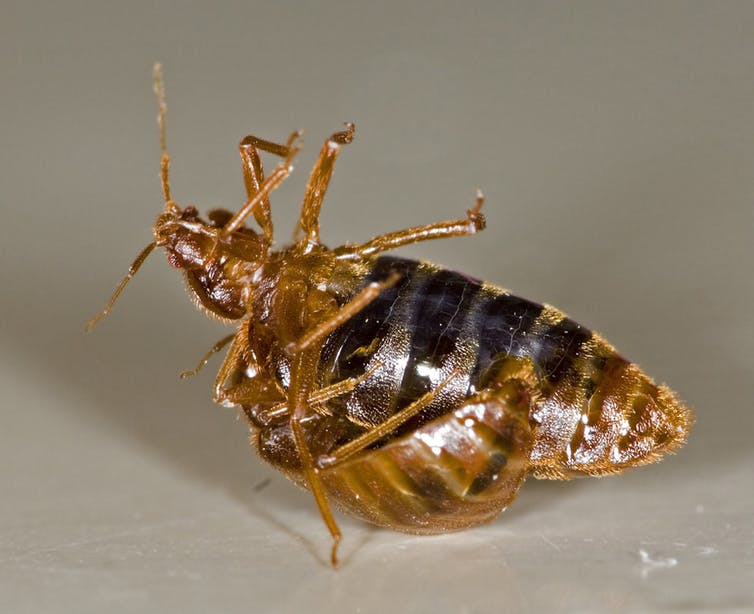 carinbondar's tweet photo. #Traumatic_insemination and everything else you (don't?) want to know about #bed #bugs #Cimex #lectularius!!! They are sooooo fascinating!!!
https://t.co/ua1oC5a292
photo: Rickard Ignell / Wikipedia
#WildSex #insects https://t.co/42IWVAskqE
