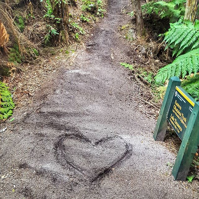 robeanne's tweet photo. Job satisfaction #tarawera #trailclearing #taraweraultramarathon https://t.co/LfNH0hsHIX https://t.co/3nrto6IGOu