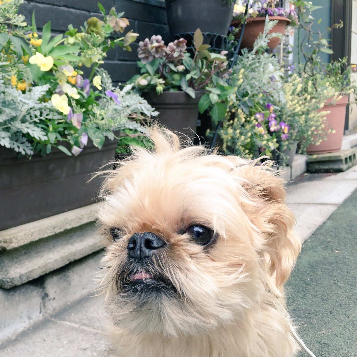 ノラ イウォークとかチューバッカが好きなので いつかこの犬を飼うんだ ブリュッセルグリフォン