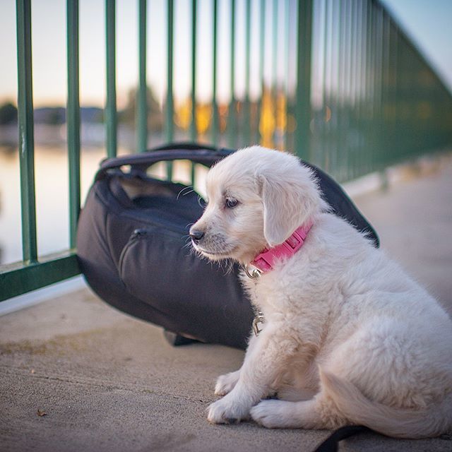 Althea is cuddling up to my camera lens bag ... perhaps go get me to take her home for some food
🐾❤️🐾❤️🐾
#goldenpuppy #puppyeyes #goldensofinsta #Golden_feature #goldenretriever #goldenretrieverpuppy #goldensofinstagram #goldens_ofinstagram #gold… ift.tt/2DqhFu5