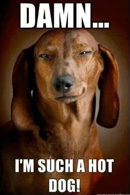 YalaPets's tweet image. Damn.. #adorablepets #mansbestfriend #petset