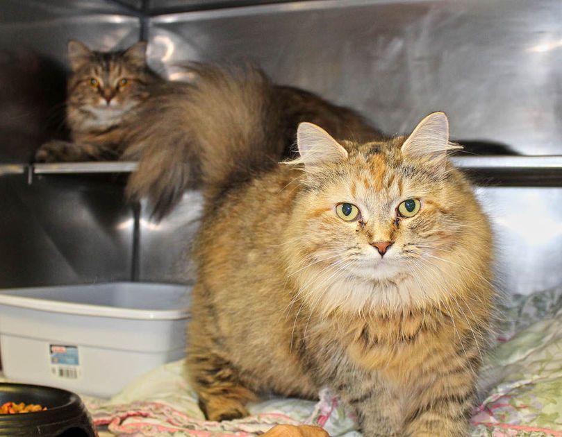 TimeKeeperBank's tweet image. Local #volunteer group making sure no feline left behind
bit.ly/2DaFZ39