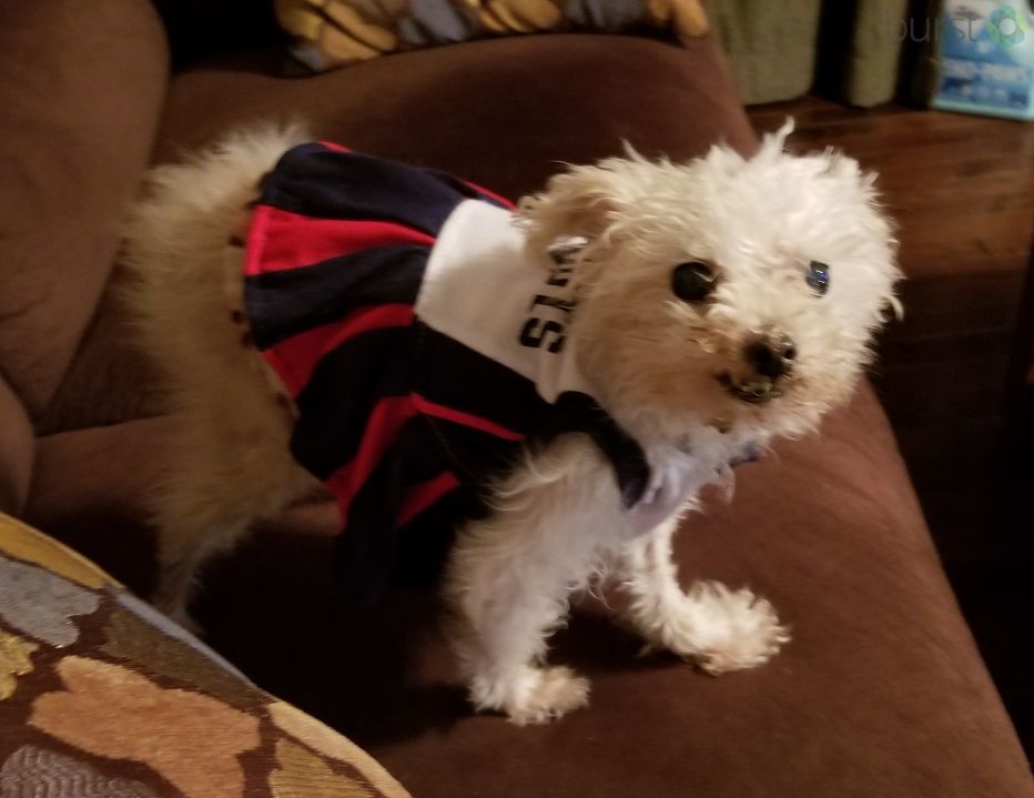 patriots dog gear
