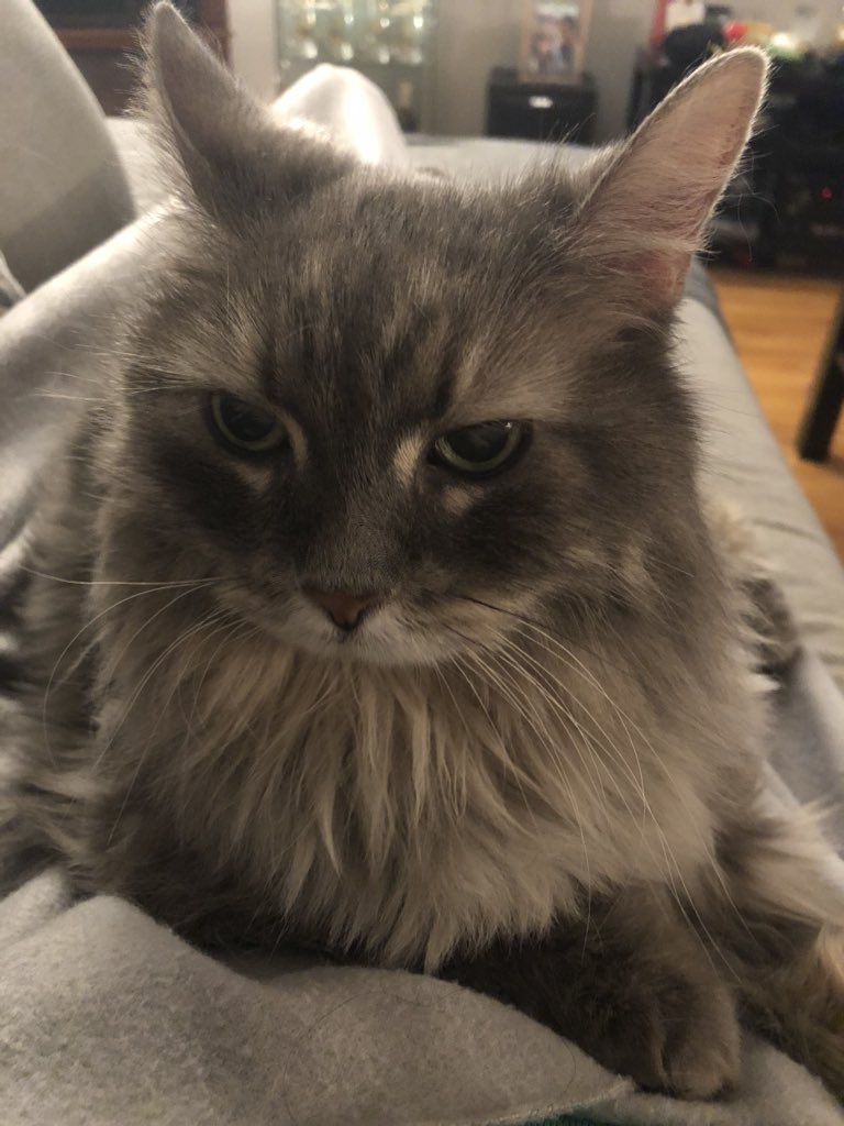LoreleiSolomon's tweet photo. @GHardstark Her name is Kitty and she has diabetes, sweet cat. https://t.co/pJtQvmJeR2
