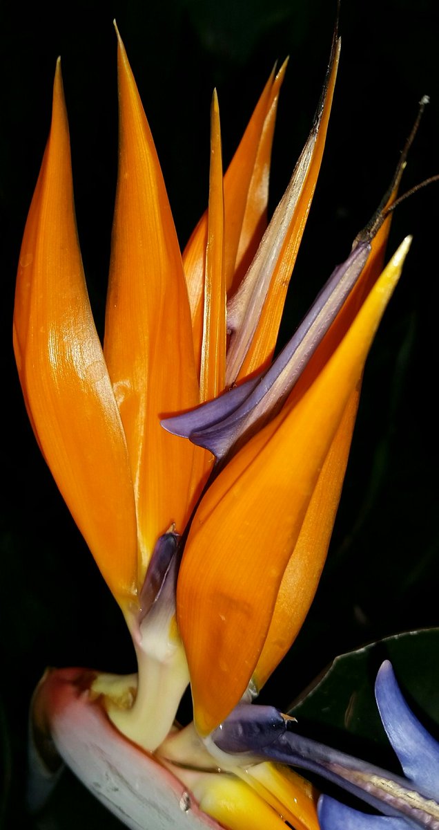 GardenOpus's tweet photo. INCOMPARABLE! #Strelitzia reginae (#BirdOfParadise, #Strelitziaceae), pollen between modified blue petals ending in stigma, nectary at base! https://t.co/Q7IfXg2sdj