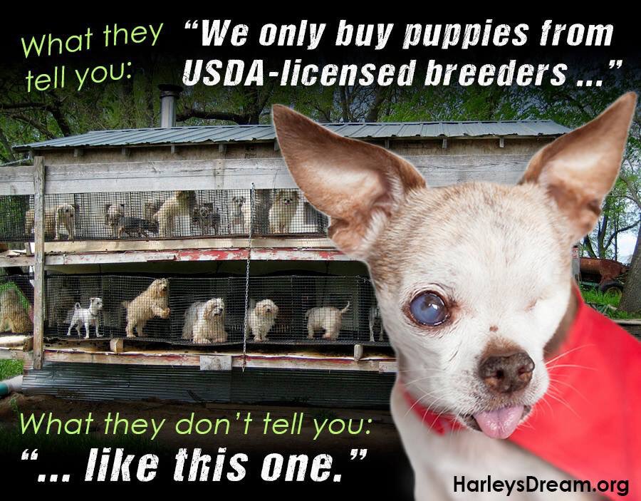 Harleys_Dream's tweet photo. Pet store puppies come from #PuppyMills - If they sell puppies in the store, WALK OUT THE DOOR! #HarleysDream #ENDpuppymills #LearnTheTruth https://t.co/pvbSQb0f16 https://t.co/WdyAogXUcc