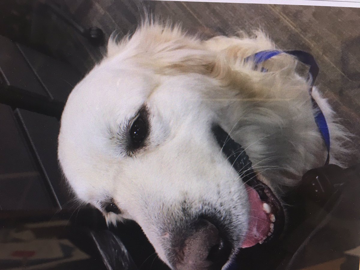 WLPDNews's tweet photo. If you are missing this dog please call 503-635-0238 https://t.co/mwcf1UtgiF