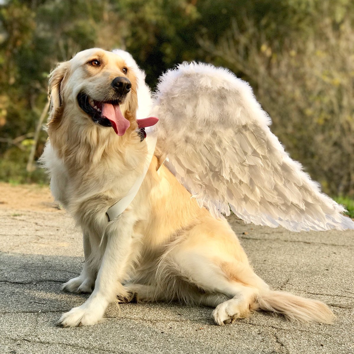 golden retriever with angel wings looking heavenly as heck