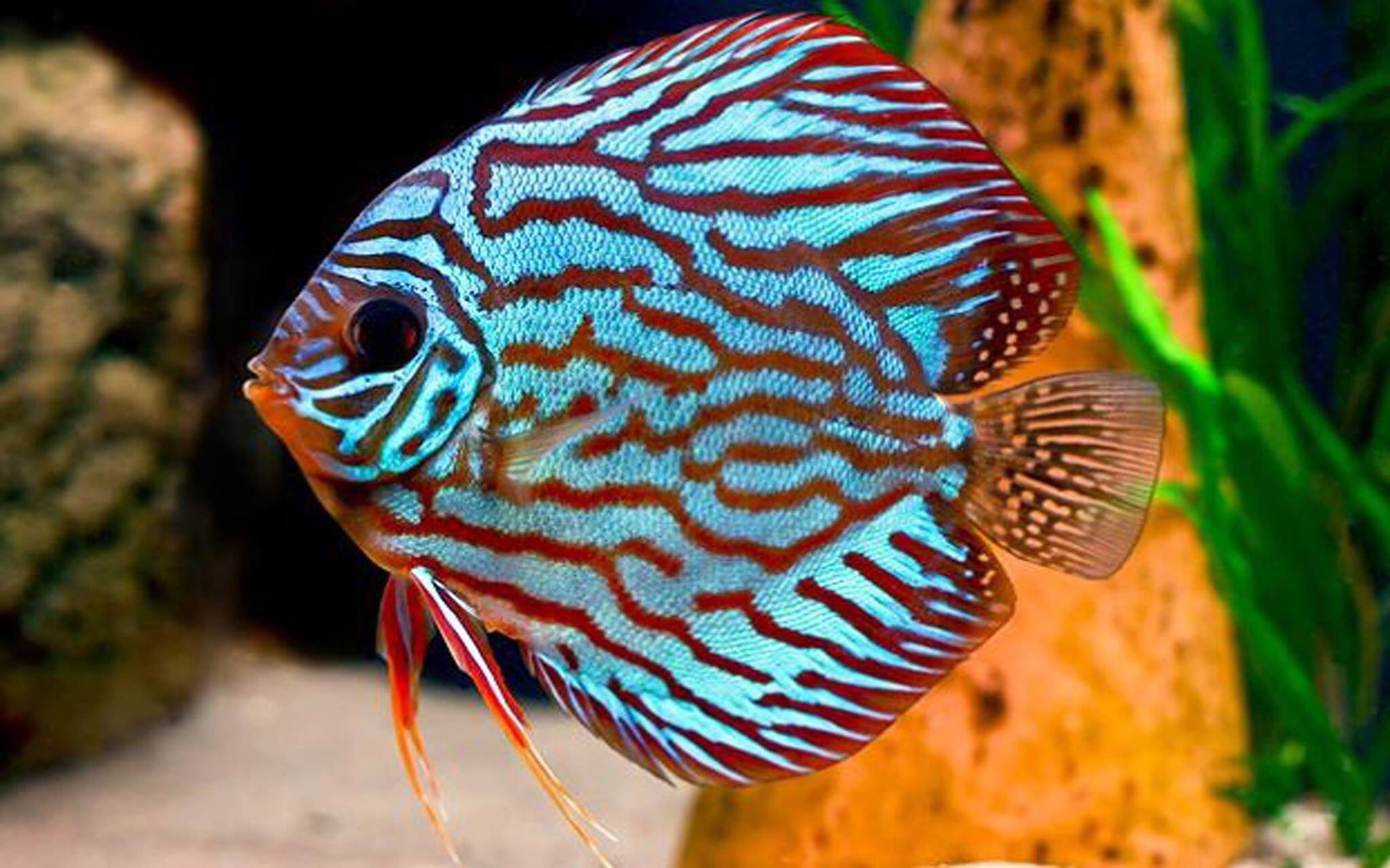 St. Louis Aquarium on X: This is the DISCUS sometimes referred to as the  pompadour fish! They are found in the slow-moving freshwater tributaries  of the  River Basin! 🐠 We hope