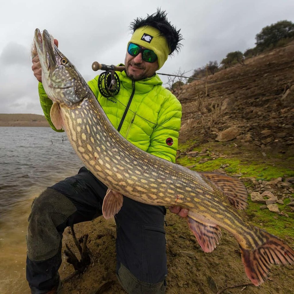 thefishinglife's tweet image. #pikeonfly