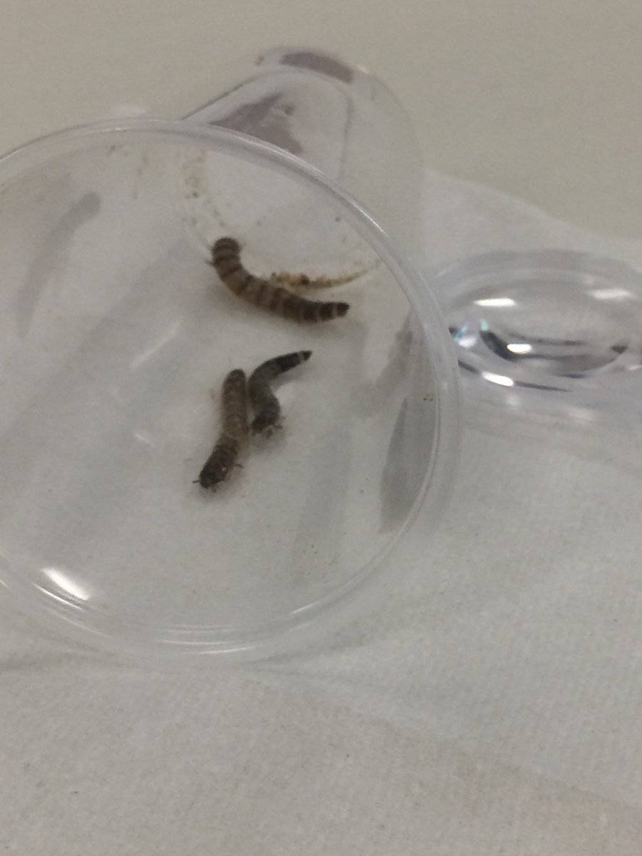 SaraYRodrigu3z's tweet photo. A Bugs life 🐛#MealWorms #LookAtMyPreferences #ChoiceChambers #MathSciSummit #2018goals https://t.co/dX2K3OH6KZ