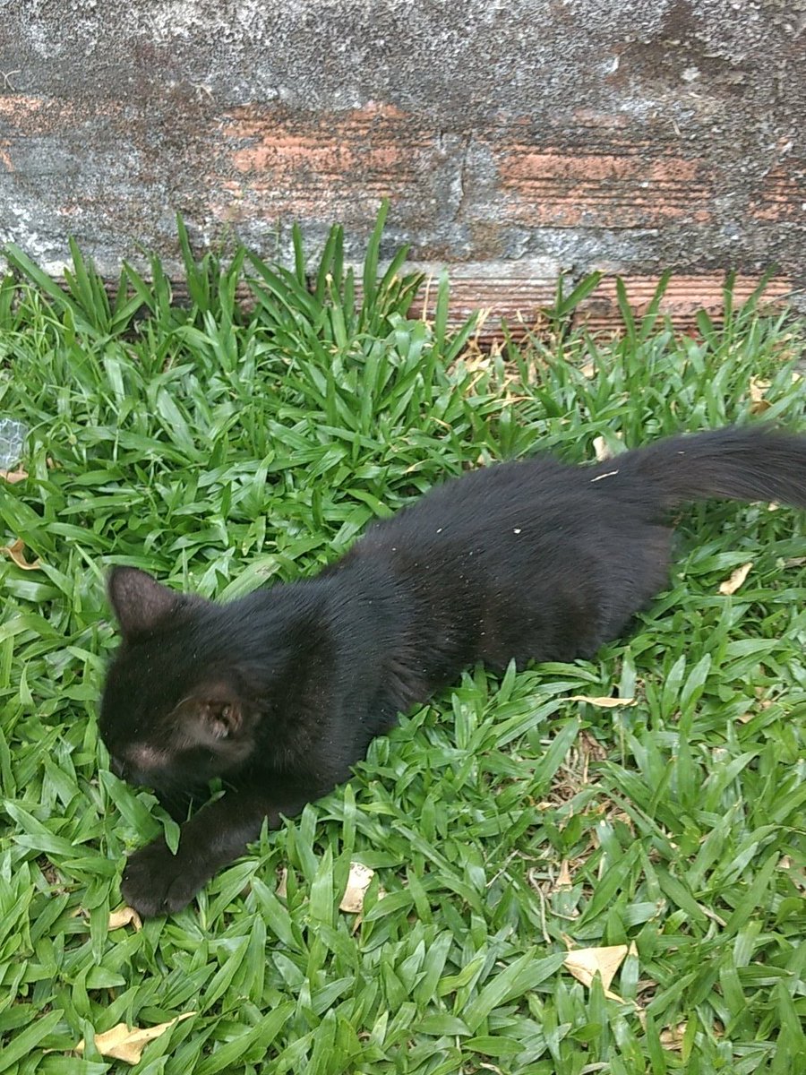 fckjmaslow's tweet photo. essa criaturinha linda apareceu na minha casa e não quer ir embora https://t.co/tCzOhph1ea