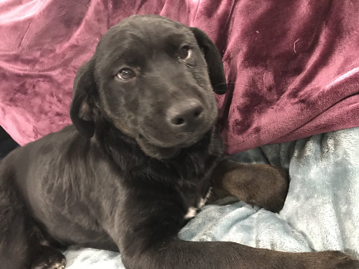 aaoresq's tweet photo. Come and check us out. We are at the farm and ranch expo in #StJoseph #adoptme. Shots and fixed ready for our forever homes. Plus you would get #puppykisses https://t.co/XFZtOeuVx9