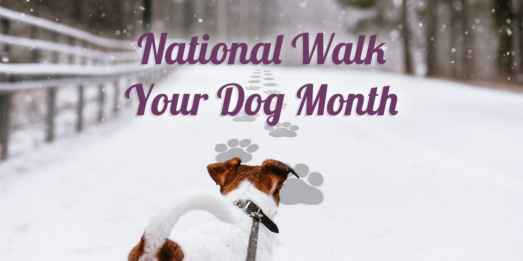 Injuries like cuts and scrapes are common for dogs during winter walks in the snow. Make sure you’re prepared >> bit.ly/2EOcpQp ❄ #NationalWalkYourDogMonth
