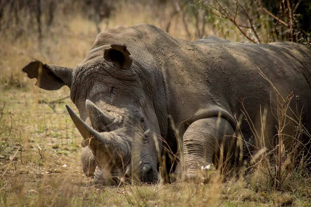 oneprotestinc's tweet image. We're proud to partner with @Icorprotection. Their rangers are fighting rhino poachers in Africa. Please pitch in whatever you can spare to help gofundme.com/www-icorprotec… #rhino #endangered #bantrophyhunting #banivory