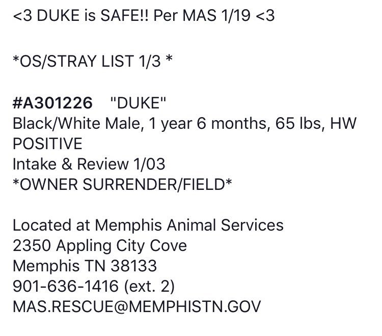 reddogsusie's tweet photo. DUKE IS SAFE❤️❤️❤️🎉🎉🎉
#Memphis
Thank you for yr rts! 
https://t.co/cljBG3JH7y https://t.co/Zj2kEyLsND