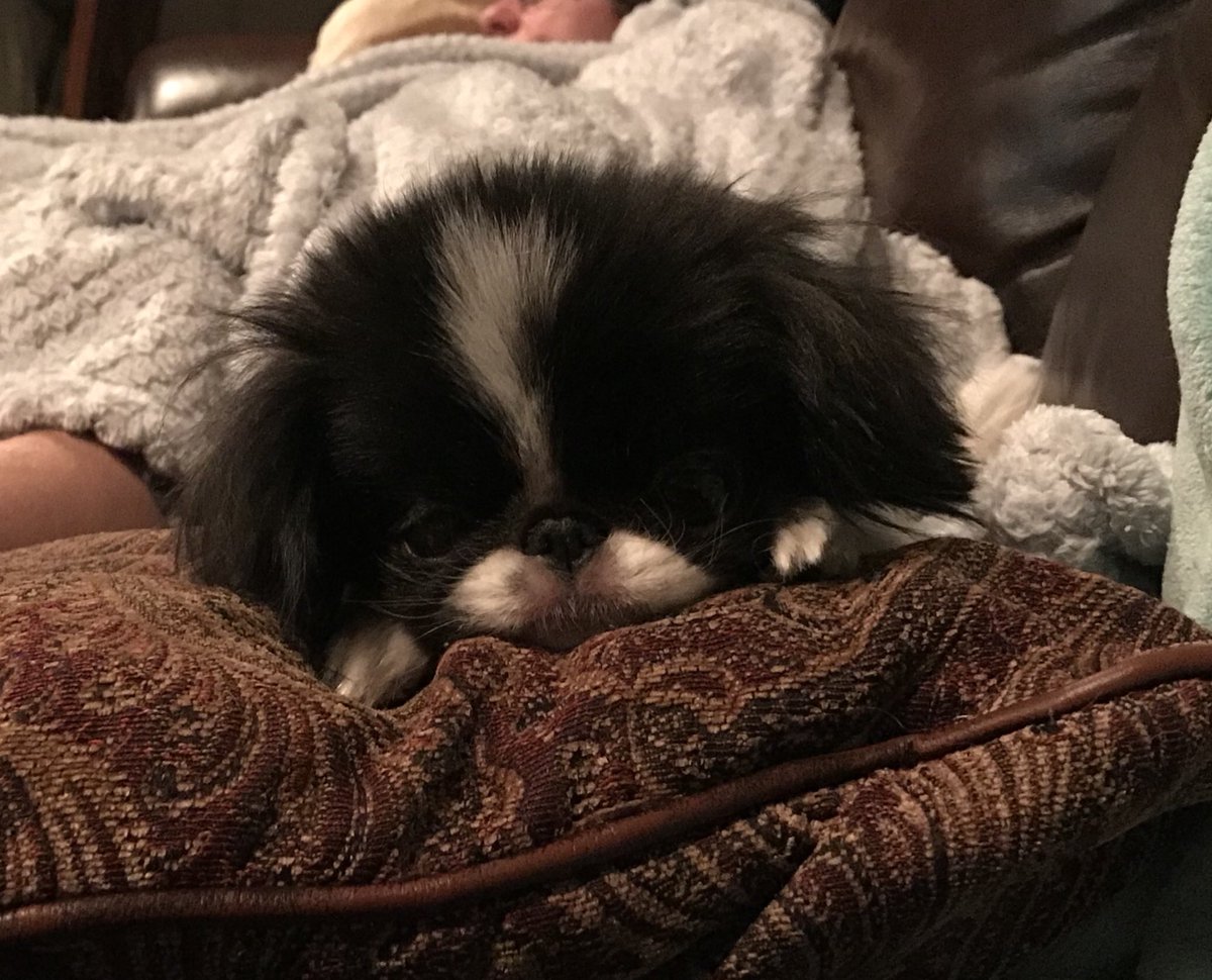 Dolly, why are you the cutest?